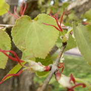 Cercidiphyllum Japonicum Katsura