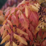 Koelreuteria Paniculata ‘Coral Sun’