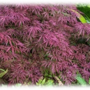 Acer Palmatum Dissectum