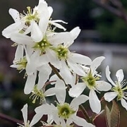 Amelanchier x Grandiflora