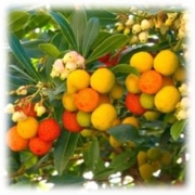 Arbutus Unedo (Strawberry Tree)
