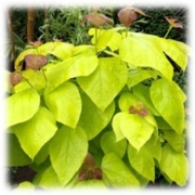 Golden Catalpa Aure