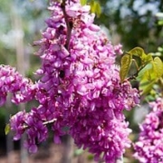 Cercis Chinensis