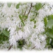 Chionanthus Virginicus