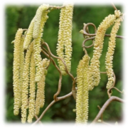 Corylus Contorta