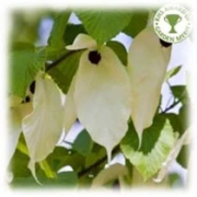 Davidia Involucrata