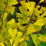 Ginkgo Biloba ‘Goldflame’