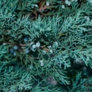 Juniperus