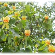 Liriodendron Tulipilera Fastigiatum