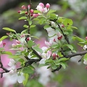 Malus Tupetians (Crab Apple)
