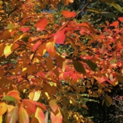 Nyssa Sylvatica