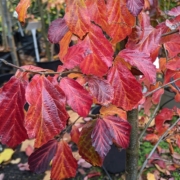 Parrotia Persica