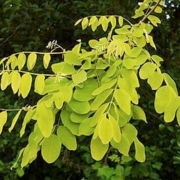 Robinia Pseudoacacia