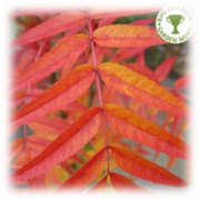 Sorbus